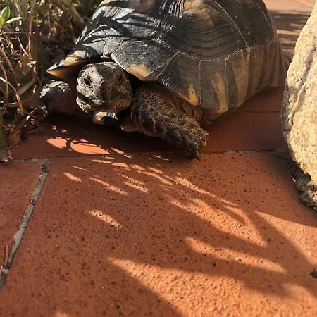 Appartamento Scoglio A Costa Paradiso